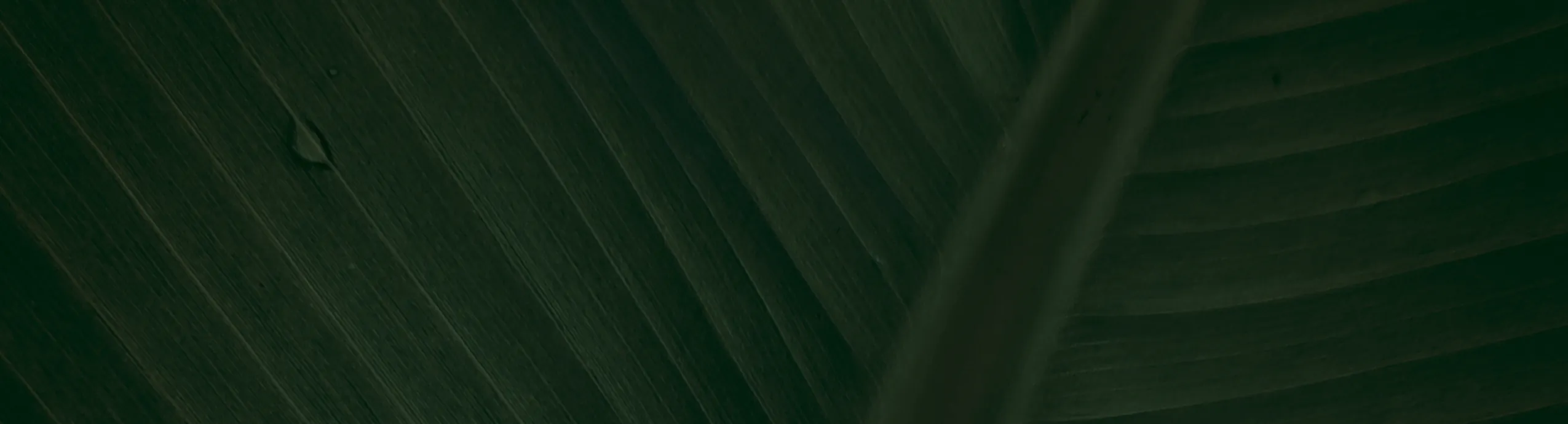 VIGOR MAX Comprá 3 y llevá 6 - Polen con Ortiga y Vitamina C x 30 Capsulas Goldfish